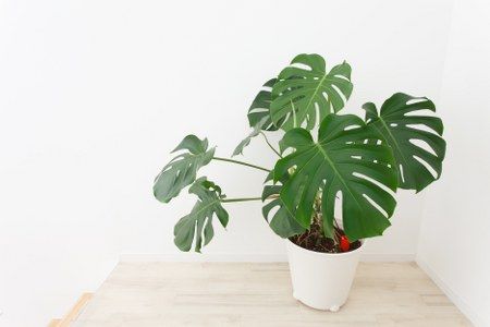 relocation with house plants